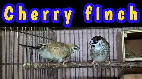 খামারের নতুন কালেকশন Cherry finch in the aviary (Plum Headed Finch) #Cherryfinch # PlumHeadedFinch