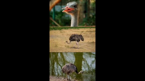 Beyond Ostriches Unraveling the Mysteries of Emus