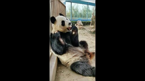 Panda eating apple 🍎 #cutepets #animals #viral #pets