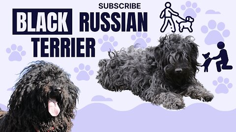 Discover the Fascinating Black Russian Terrier: Dog Breed Information and Care Tips