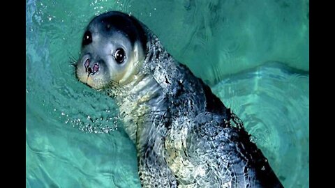 Rescued baby seal’s first swim lesson