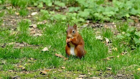 "The Secret Life of Squirrels: Nature’s Agile Acrobats"