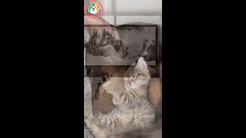 Funny animal videos