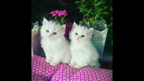 White Fluffy Kittens (CATS LOVER)