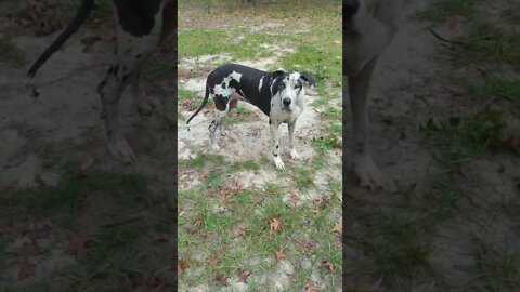 Great Dane. #shorts #outside #longnails #playtime