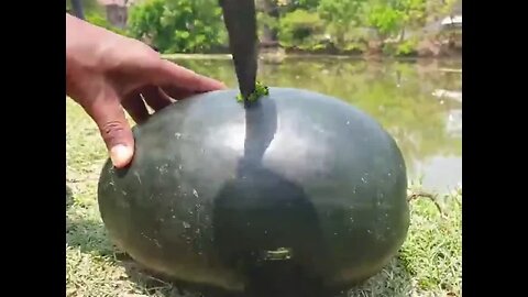 Amazing fishing trapping system. #fishing #fishingtrip #watermelonchallenge #best_fishing_tap_2022