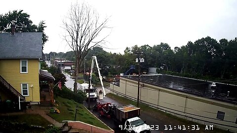 Cutting Down a Rotted Tree - Tree Crew in Action