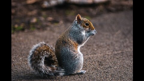 Hey i am hungry | cute squirre eating nuts