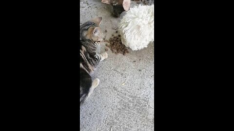 Dog and cat eating together