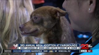 3rd Annual Mega Adoption Event