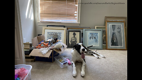 Great Dane Accidently Locks Himself In A Bedroom And Tries To Chew His Way Out