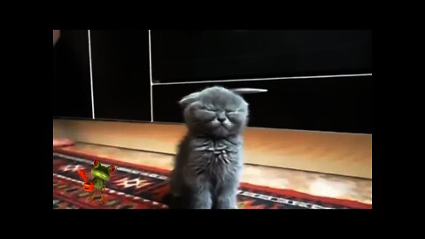 Youtube Videos Funny Kitten Falls Asleep Most Viewed Youtube Videos