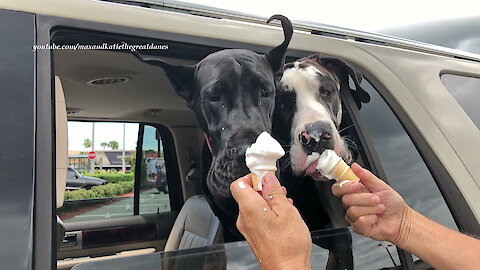 Great Danes Enjoy First Free McDonald's Pet Ice Cream Cones