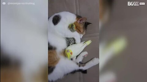 Un câlin affectueux entre chat et oiseaux