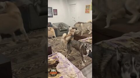 Funny Husky Compilation Videos 2023 | Episode 1