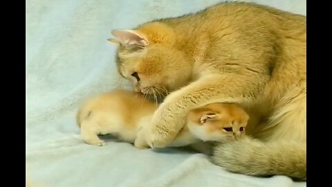 Dad's Reaction To His First Little Kittens. 0+