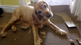 Cocker spaniel rips up a cardboard box