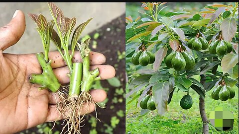 Step by step tutorial on how to grow your avocado trees from cuttings for beginners