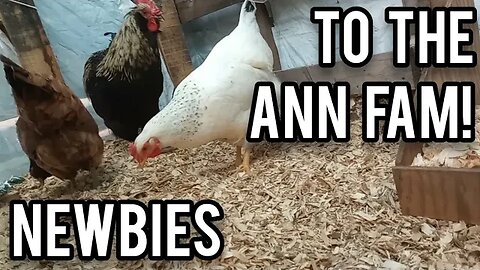 Newbies to the Ann Fam! - Ann's Tiny Life and Homestead