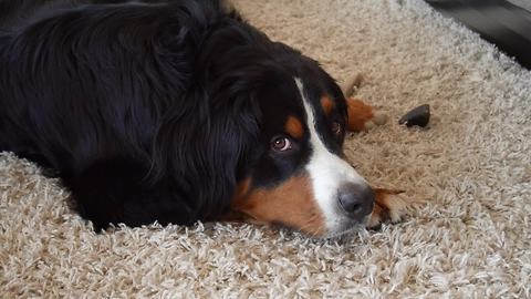 Dog Furious He Has To Share And Vocally Complains About It