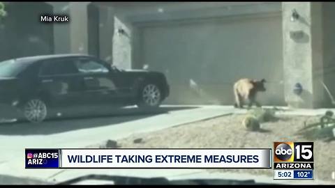 Game and Fish defending decision to euthanize bear spotted in Anthem