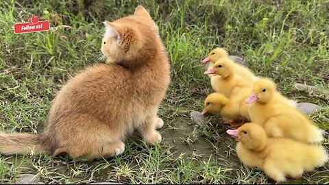 This is the smartest cat in the world😅! Funny cat leads ducklings to swim. Amazing cute pet videos