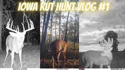 Bowhunting the Iowa Rut | VLOG 1