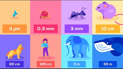 What Happens If We Throw an Elephant From a Skyscraper? Life & Size 1