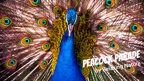 Peacock Parade - 60 minutes of Beautiful, Relaxing Music for Study, Work, Meditation, Sleep