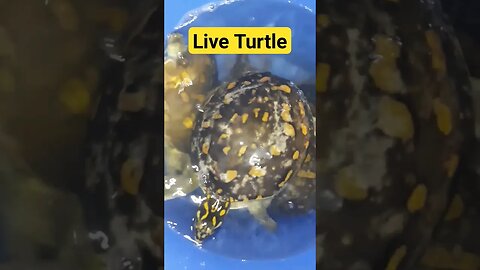 #liveturtle #turtle #turtledoves #turtlelife #turtles