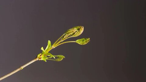 4K Time Lapse Bud Sprouts Flower Leaf Free stock footage Free HD Videos no copyright