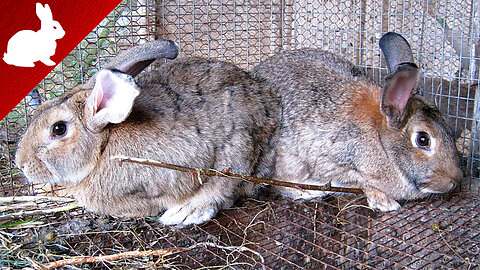 Rabbits - mating