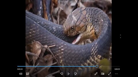 HORRIBLE PYTHON SWALLOW ANOTHER PYTHON