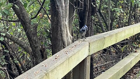 Blue Jay Cardinal and a black squirrel