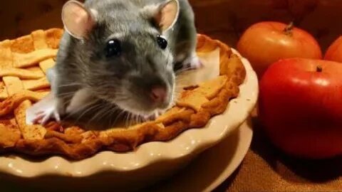 Lofi Deliveries Episode Two: Attack of the Pie Rats