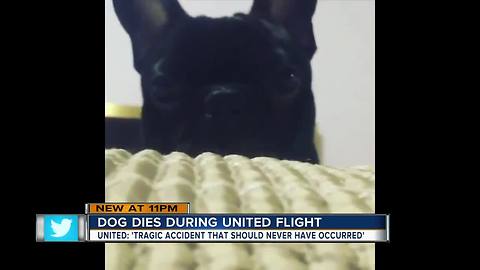 Dog dies on United flight after being put in overhead bin, airline confirms