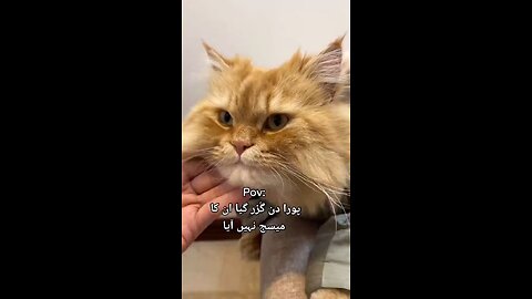 Cat video