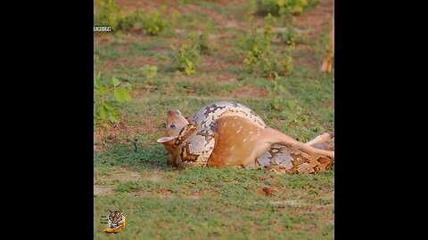 Shorts || Python Eats #wildanimals #wildlife #python #deer #hindi