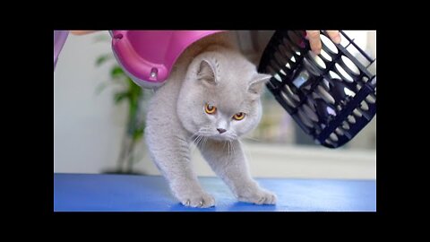 LOVELY CAT WITH ORANGE EYES Bathing & Grooming 😺🛁✂️❤