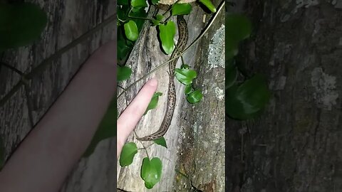 A Couple HUGE leopard Slugs Near My Backyard Garden #animals #slugs #garden #gardening