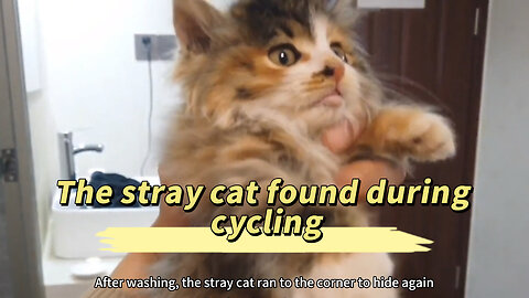 The stray cat found during cycling