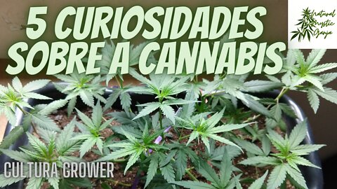 5 CURIOSIDADES SOBRE A MACONHA