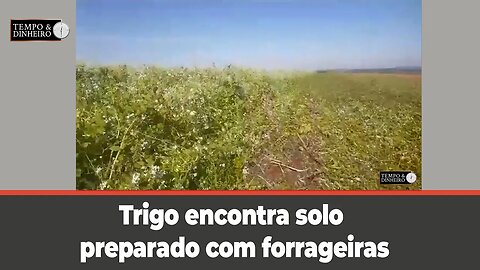 Trigo encontra solo preparado com forrageiras , mostra o Daniel Rost, de 3 de maio, RS