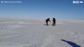 Foca perdida volta à água com ajuda humana!