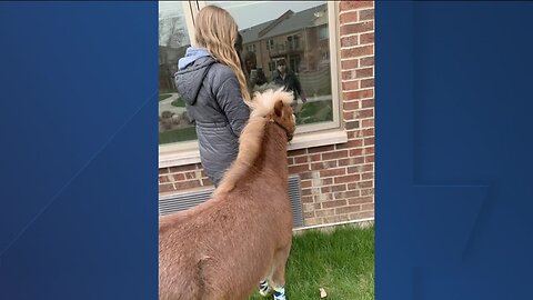 Mini-horse visits nursing homes in Hales Corners