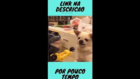 Very angry and funny dog cute and cute #shorts funny animals