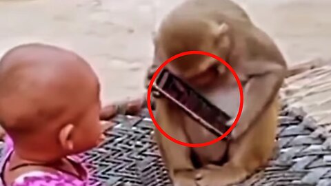 Funny animals : Monkey snatched mobile from child || Try not to laugh.