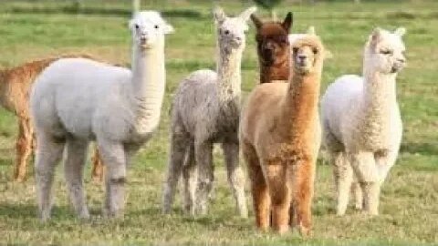 Lunchtime Chat-Alpaca Day