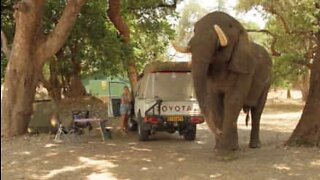 Elefant invaderar campinplats i sin sökan efter mat