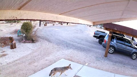 Morning coyote visit